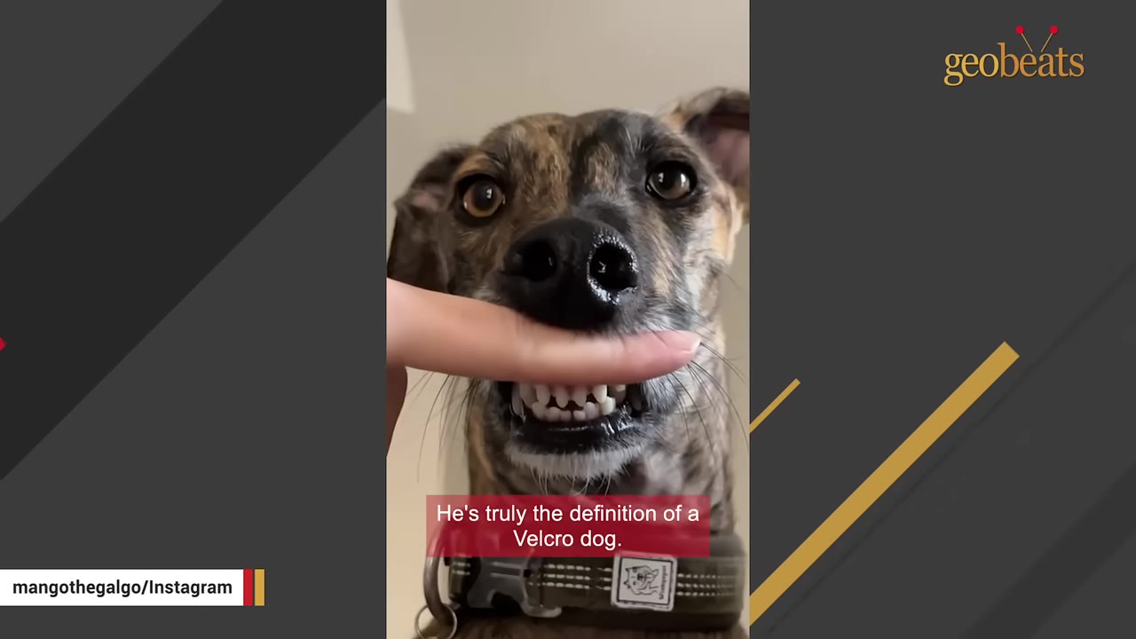 A close-up of a brindle dog showing its front teeth as a finger gently lifts its upper lip.