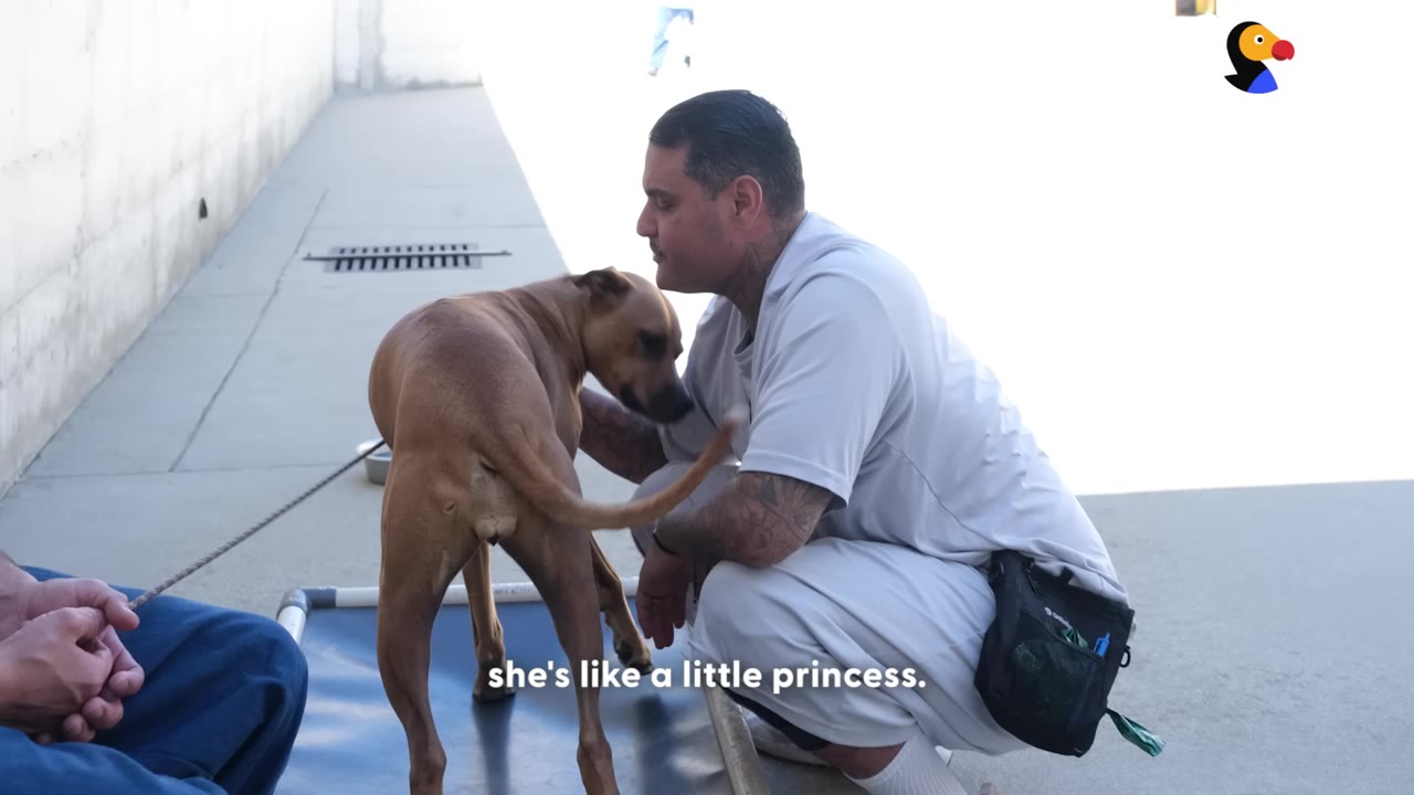 A tan dog stands on a platform while an incarcerated man in a light-colored uniform kneels down to gently interact with her, with the subtitle 'she's like a little princess' on screen.