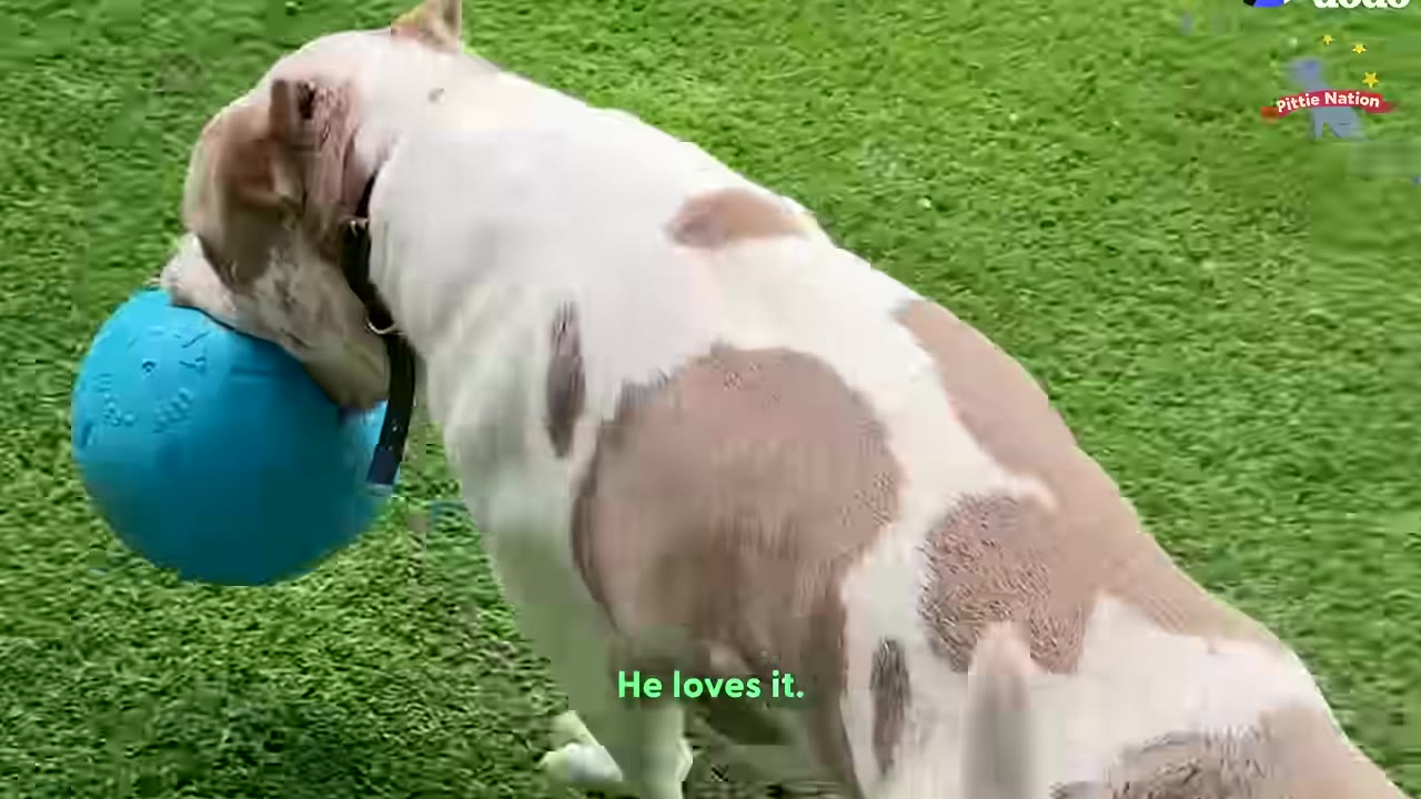 A tan and white dog happily carrying a large blue ball in its mouth on green grass.