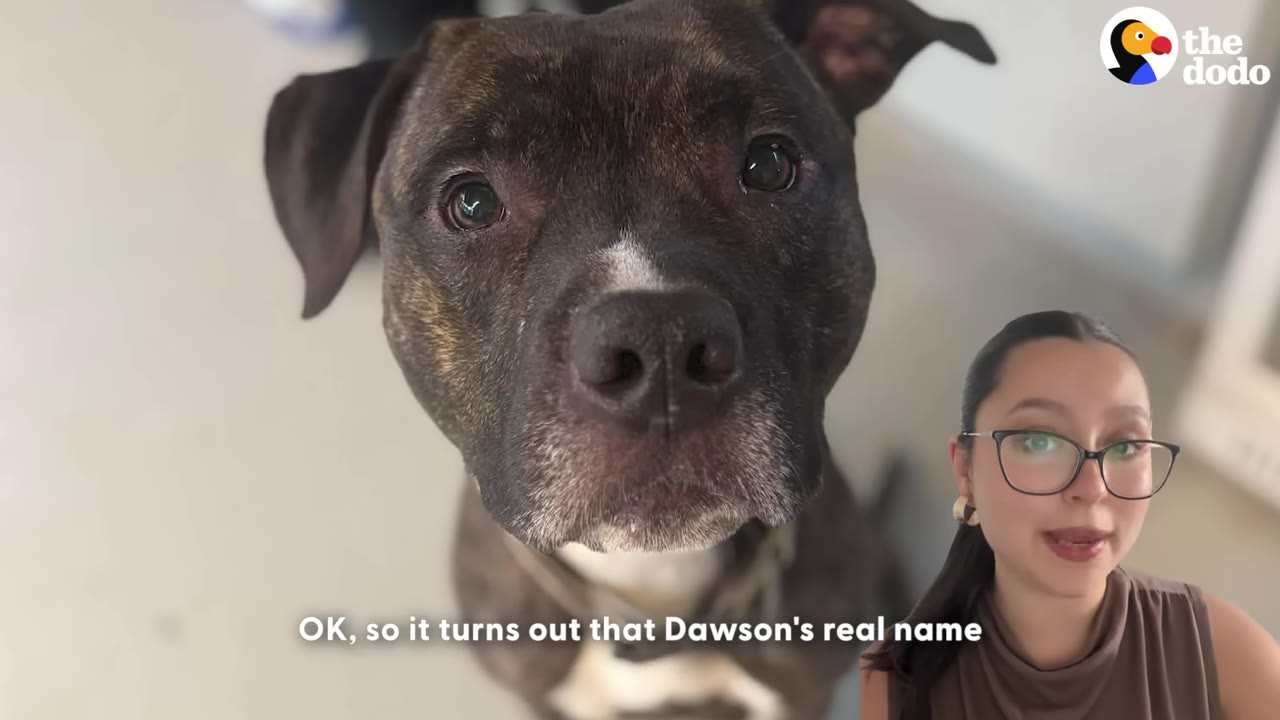 A close-up of a brindle-colored dog looking up, with a woman in glasses in the bottom right corner and subtitles that read, 'OK, so it turns out that Dawson's real name'.