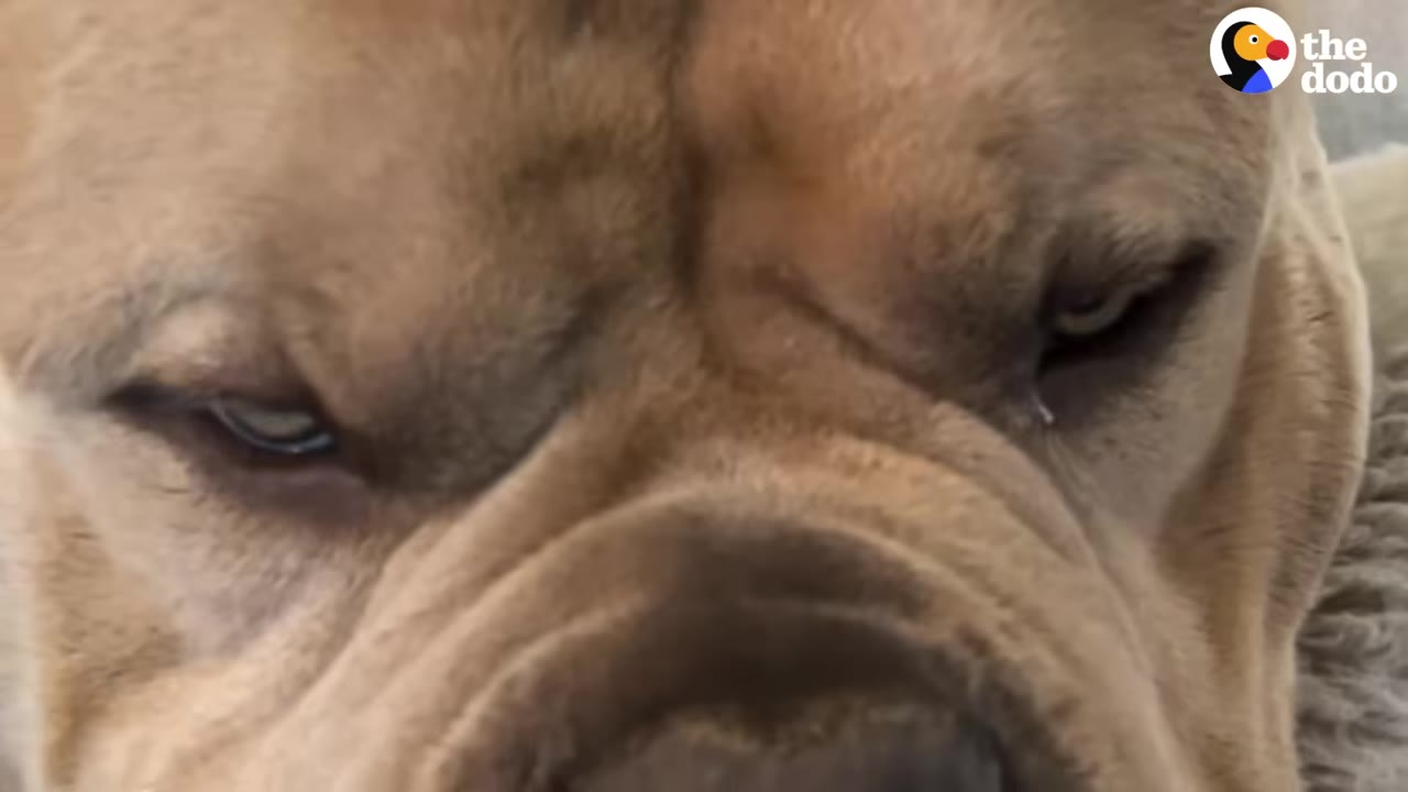 A close-up of a tan dog's face with a grumpy, squinting expression.