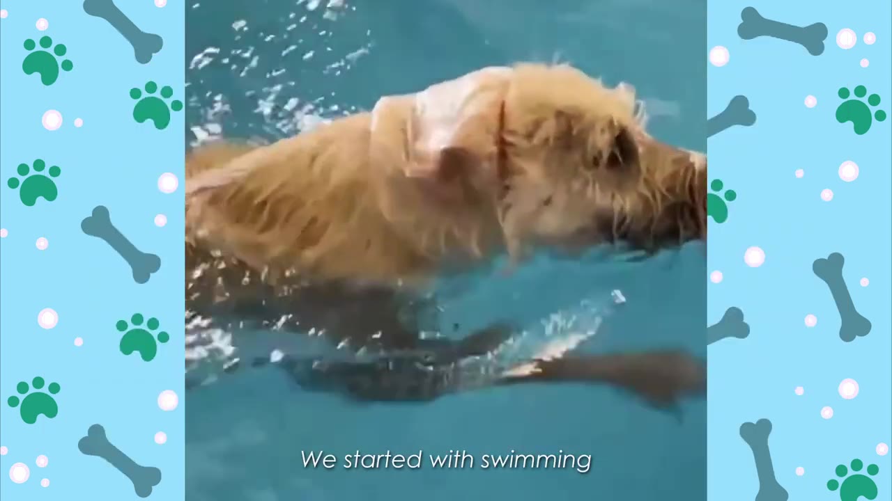 A golden-colored dog swimming in a blue pool with text at the bottom that reads 'We started with swimming'.