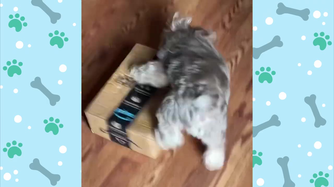 A small grey and white dog scratching and biting at a cardboard shipping box on a wooden floor.