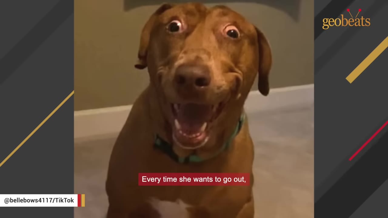 A close-up portrait of a brown dog with wide, expressive eyes and an open mouth, looking directly at the camera.