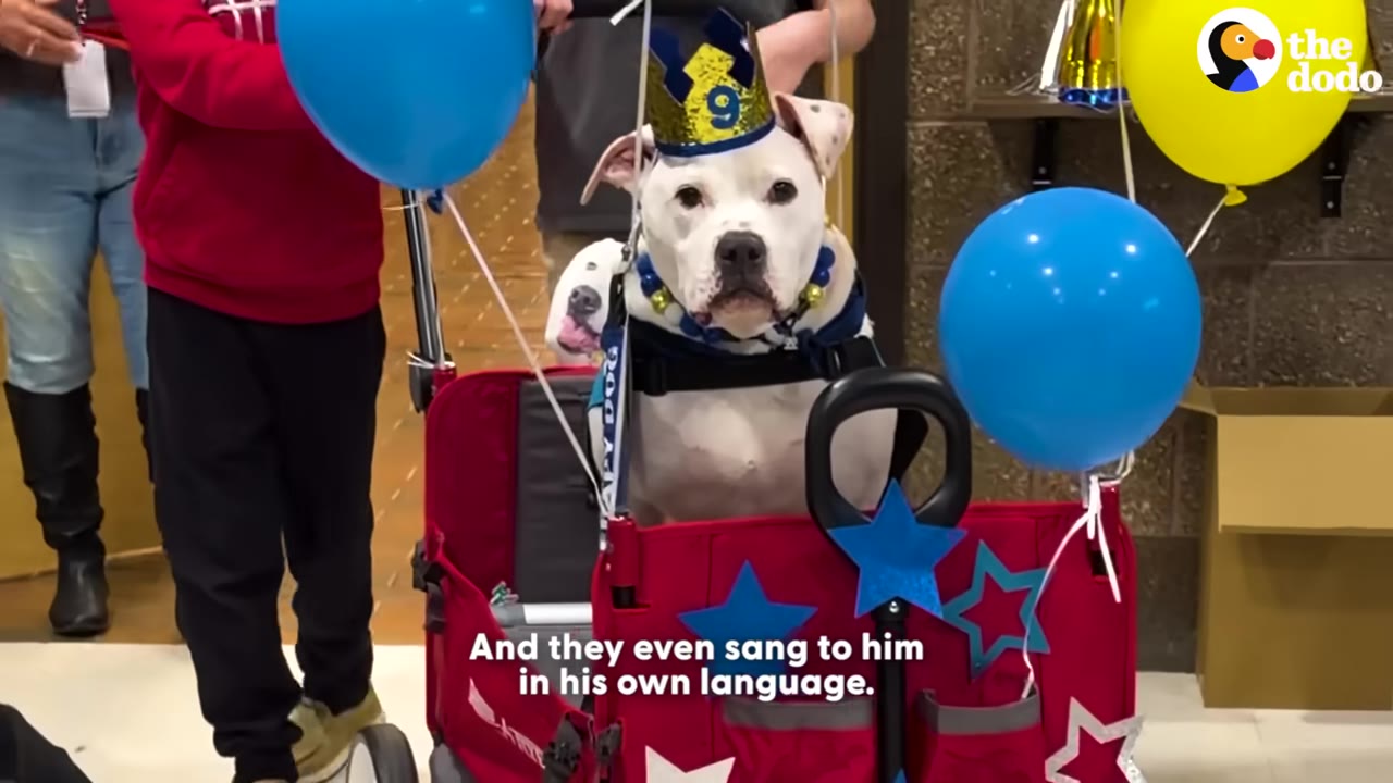 A white dog wearing a blue and gold birthday crown with the number 9 sits in a red wagon decorated with blue stars and surrounded by blue and yellow balloons.