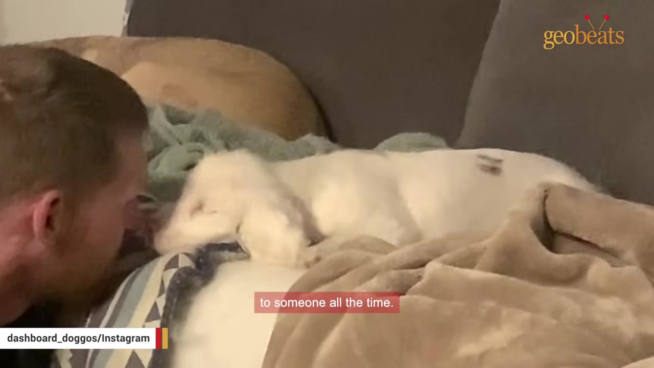 A man leans his face close to a small white dog lying on a couch under a blanket.
