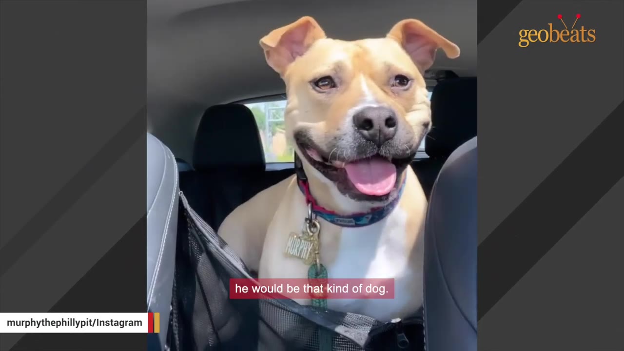A tan and white dog with floppy ears smiles happily while sitting in the back seat of a car.