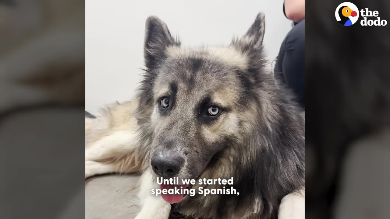 A fluffy grey and tan dog with striking blue eyes looks directly at the camera with its mouth slightly open, with the subtitle 'Until we started speaking Spanish,'.