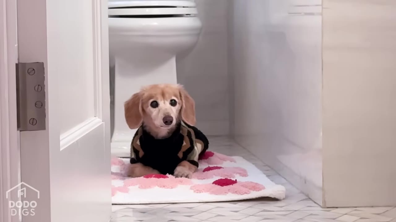 A small, light brown dachshund wearing a black and brown patterned sweater lies on a white bath mat with pink flowers in a bathroom.