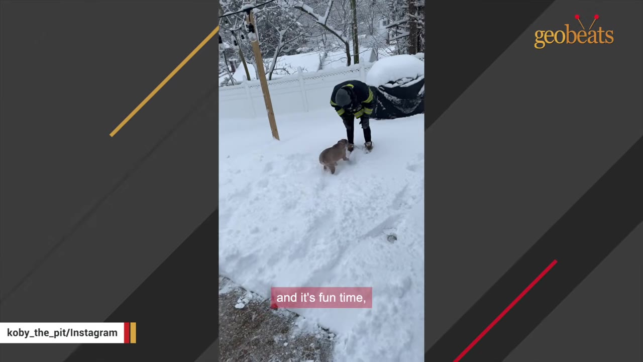 A tan dog playing in the deep snow with a person wearing a dark jacket and hat in a snowy backyard.