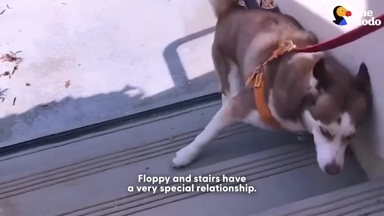 A brown and white husky named Floppy wearing an orange harness and red leash carefully navigates down a set of outdoor stairs.