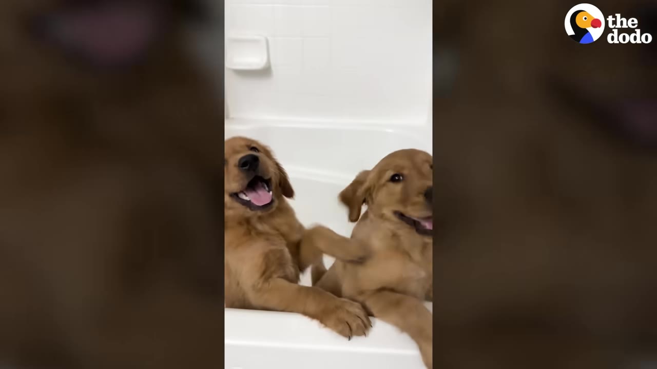 Two golden retriever puppies sitting side-by-side inside a white bathtub, looking happy with their mouths open.