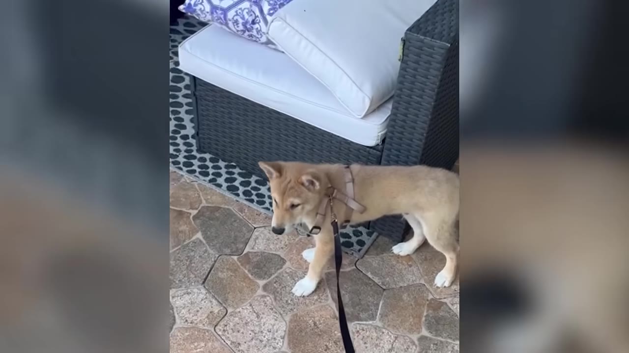 A light brown puppy wearing a harness and leash stands on a tiled patio next to a wicker chair.