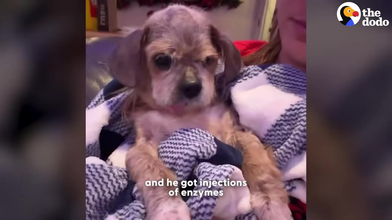 A small, light-brown dog wrapped in a blue and white patterned blanket, looking forward.