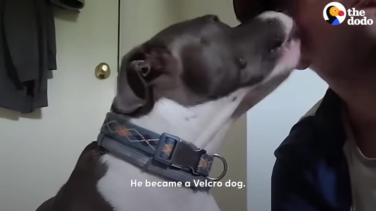 A close-up shot of a grey and white pit bull wearing a blue collar, licking a person's chin affectionately.