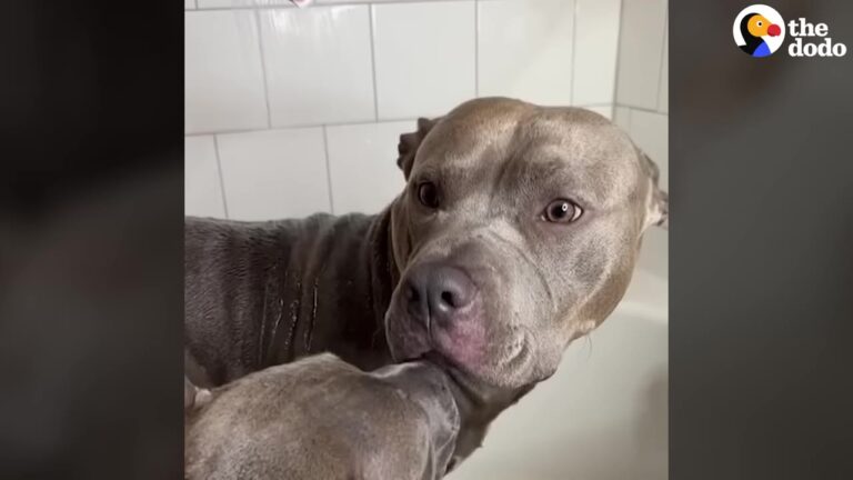 Texas Dog Suffered From Endless Itching Until His Mom Tried A Touching Childhood Remedy