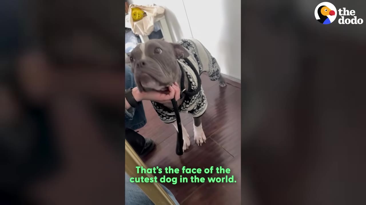 A gray and white dog wearing a black and white patterned sweater stands on a wooden floor while attached to a black leash.
