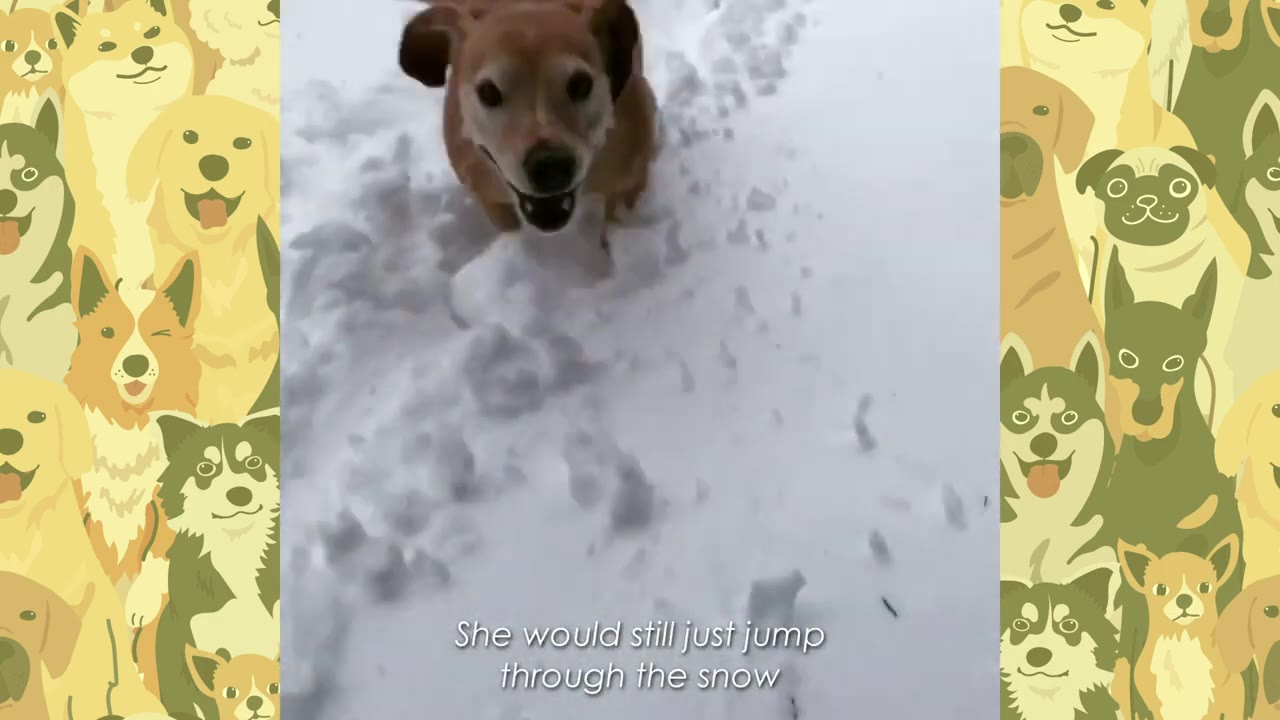 A small brown dog with floppy ears happily jumping forward through deep snow.