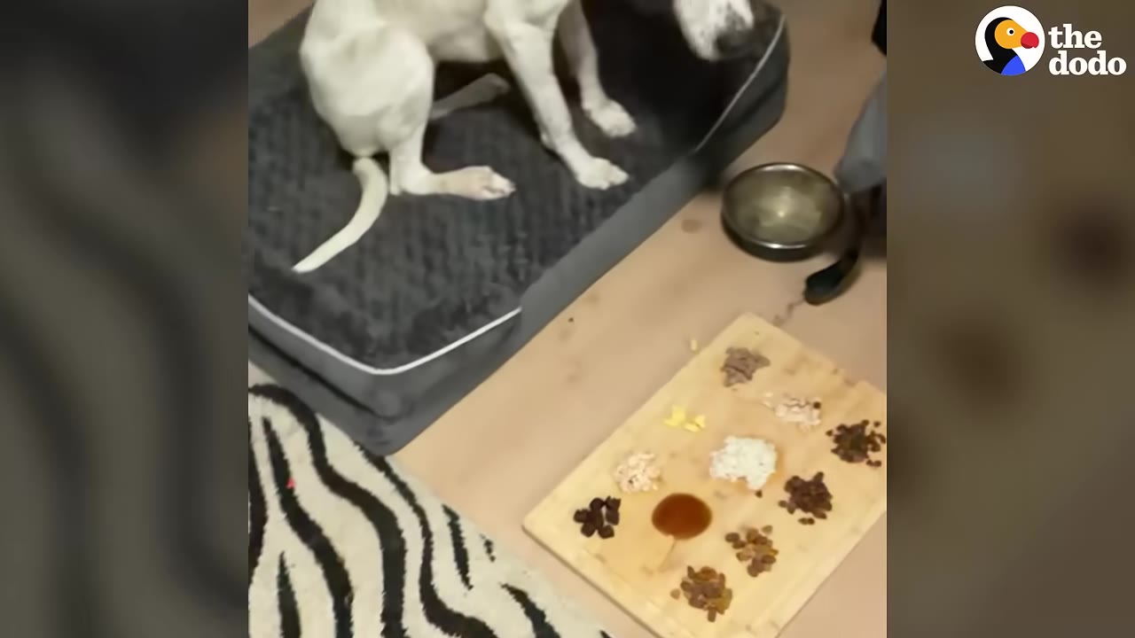 A white and grey dog sits on a grey dog bed next to a wooden board containing various small portions of food.