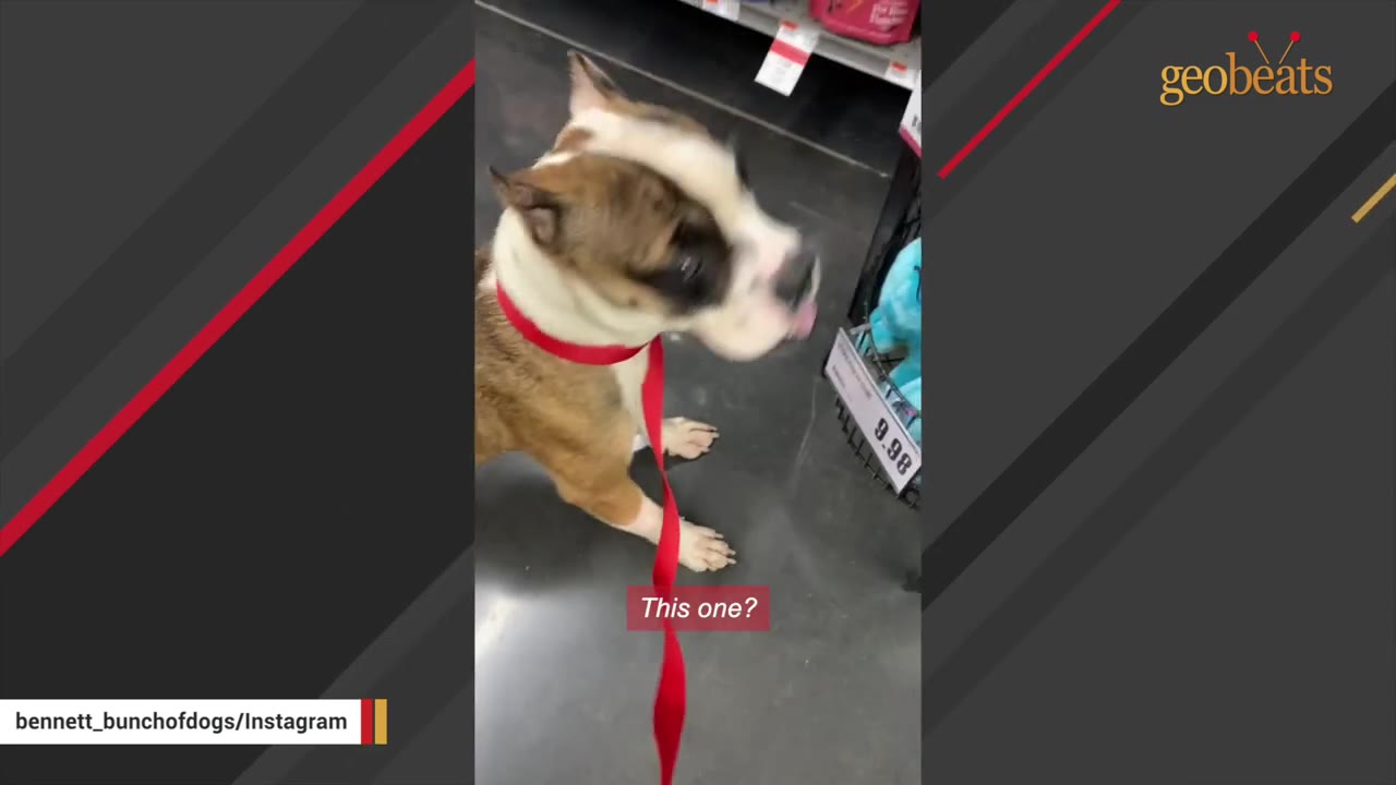 A brown and white dog wearing a red collar and leash stands in a pet store aisle next to a shelf of toys.