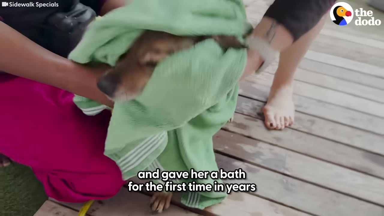 A small brown dog being dried with a green towel by its rescuer after a bath.