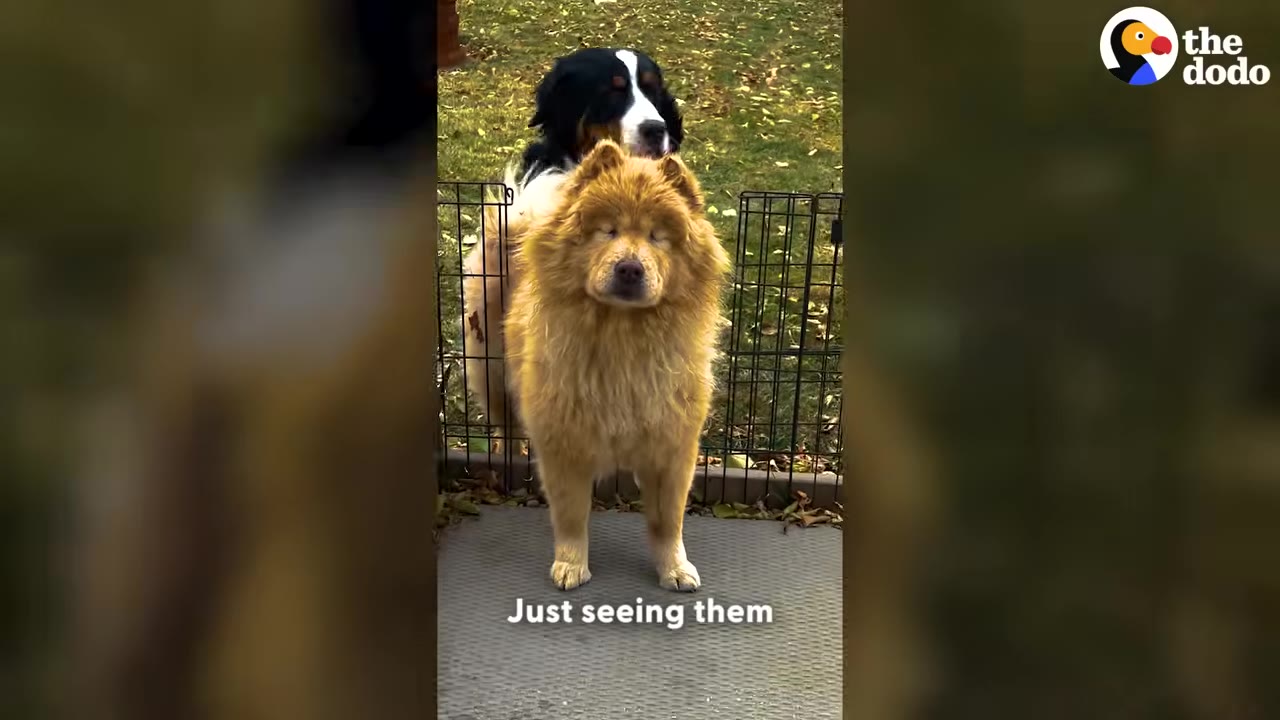 A fluffy golden dog stands in the foreground while a Bernese Mountain Dog puppy looks over a wire fence behind it.
