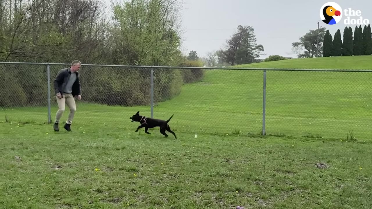 A man steps forward in a grassy yard to greet an enthusiastic black dog running towards him.