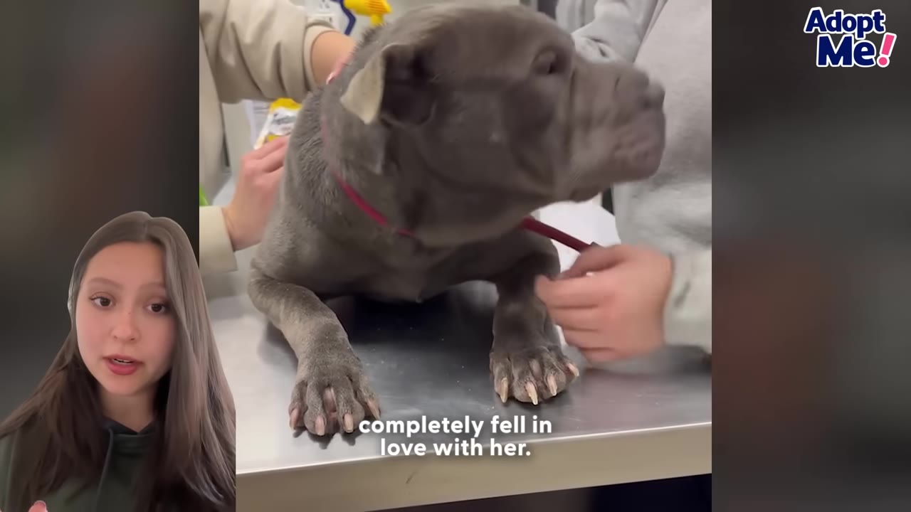 A grey, wrinkled dog stands on a metal veterinary examination table while being gently held and petted by clinic staff.