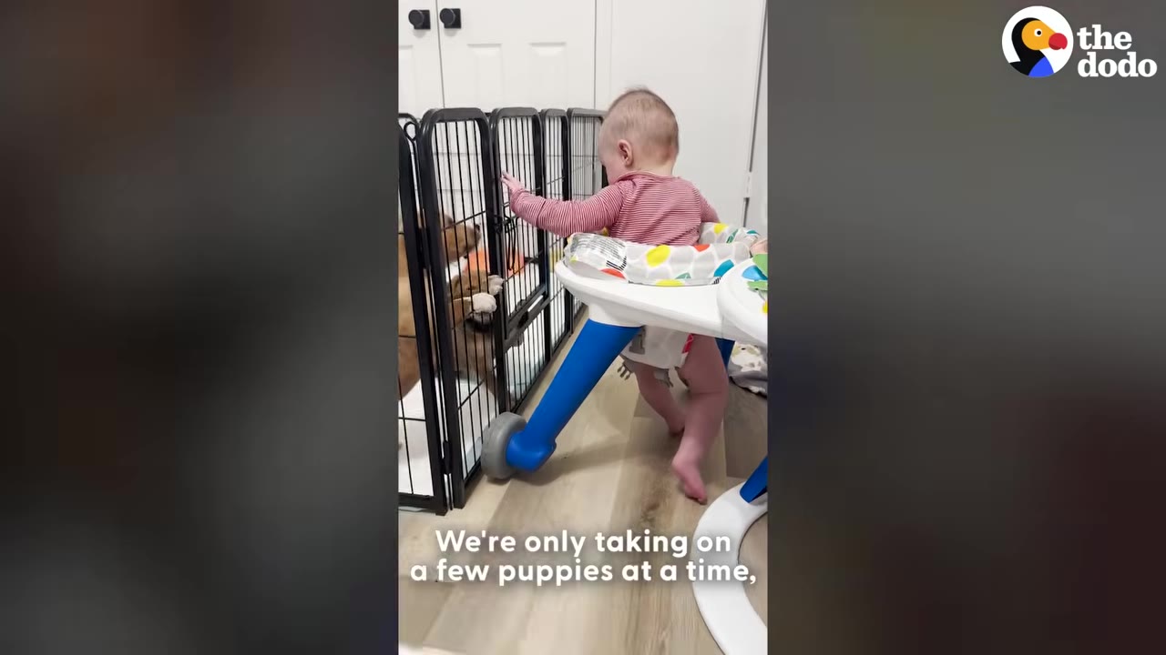 A baby in a walker stands near a black metal playpen containing puppies.