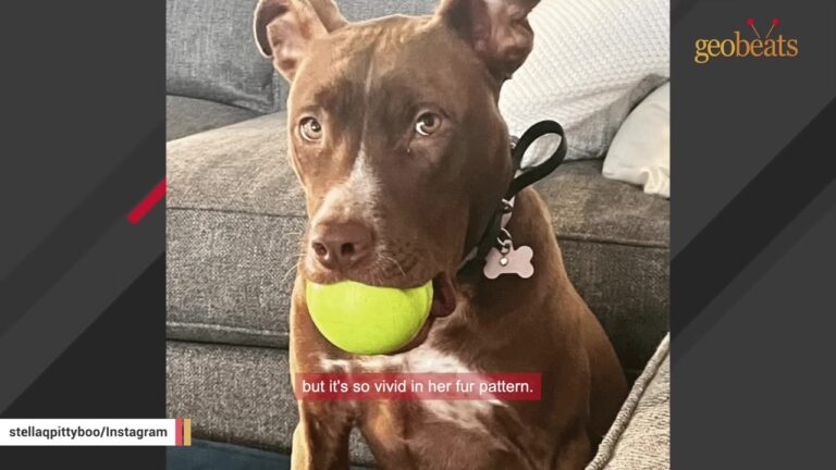 Massachusetts Puppy Found Abandoned In A Box Gives Her New Family A Hilarious Surprise After Two Weeks Of Silence