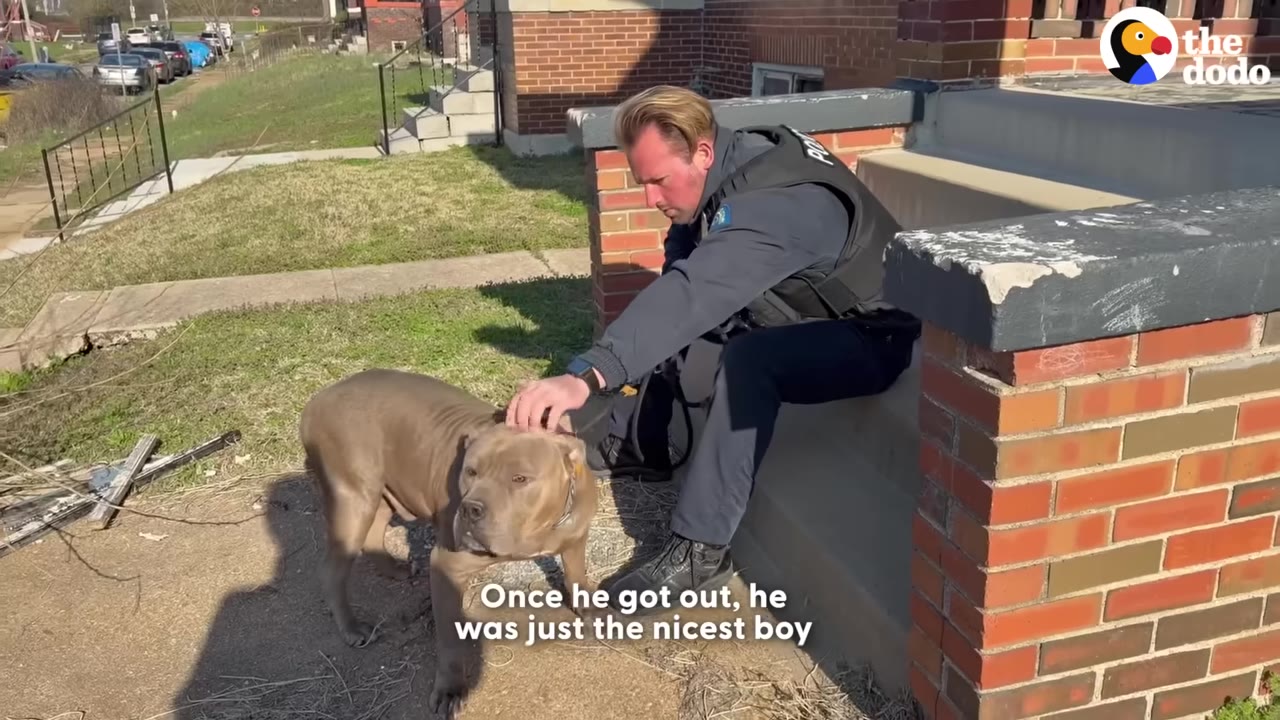 A large, gray-brown dog stands on a dirt path next to a grassy area while a police officer sitting on brick steps gently pets his head.