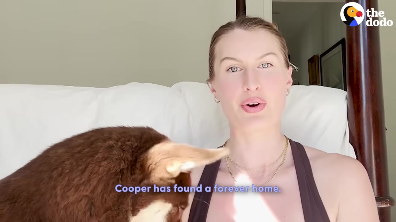 A woman speaks directly to the camera with a brown and white dog beside her, with a subtitle reading 'Cooper has found a forever home.'