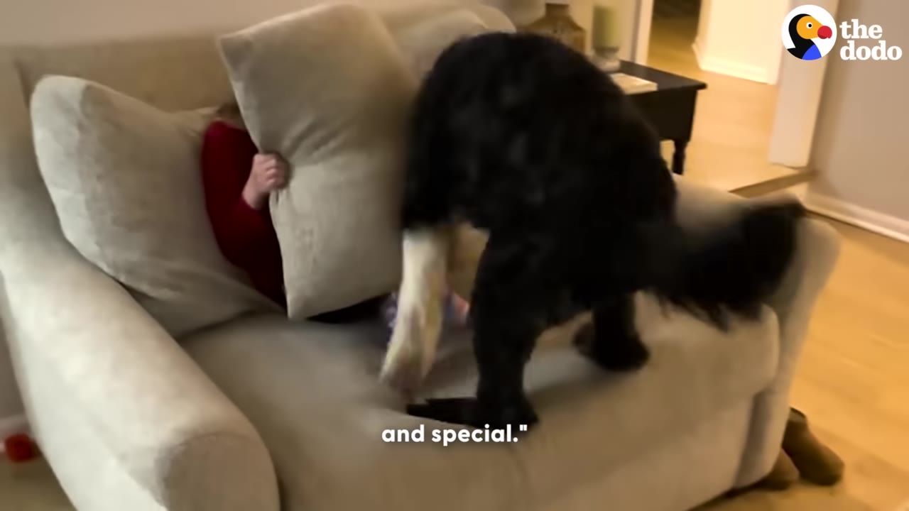 A black and white dog stands on a light-colored armchair, leaning playfully toward a child who is holding a pillow in front of their face.
