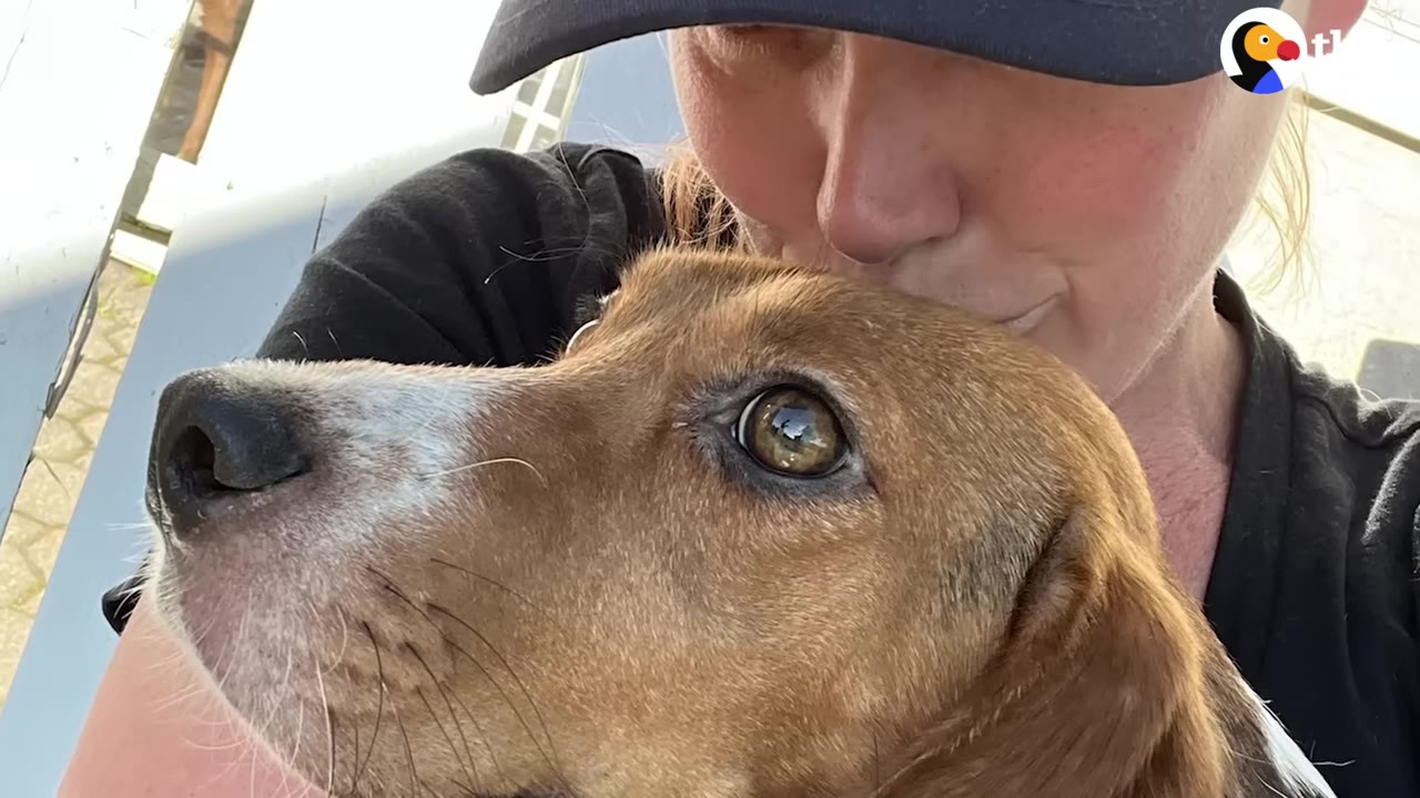 A close-up shot of a brown and white dog being gently hugged and kissed on the head by a person wearing a black cap.