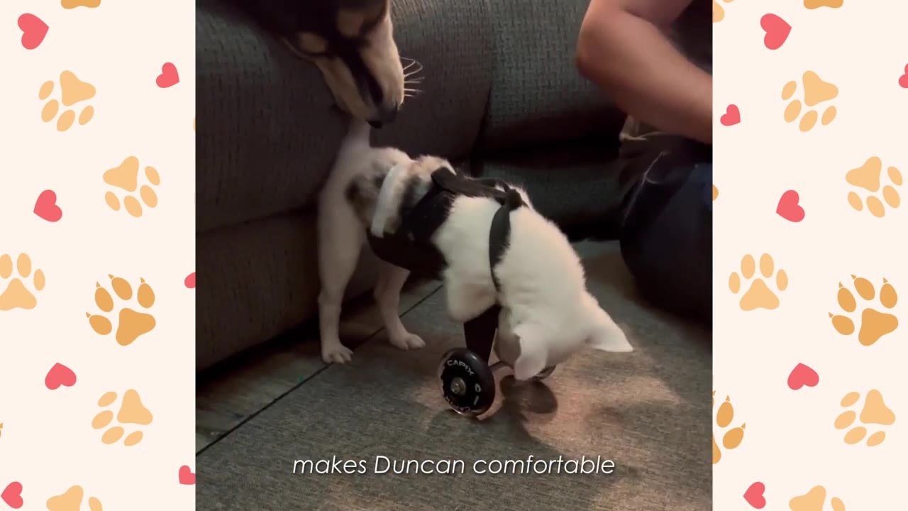 A larger black and tan dog leans down from a couch to gently sniff a small white puppy in a two-wheeled mobility cart.