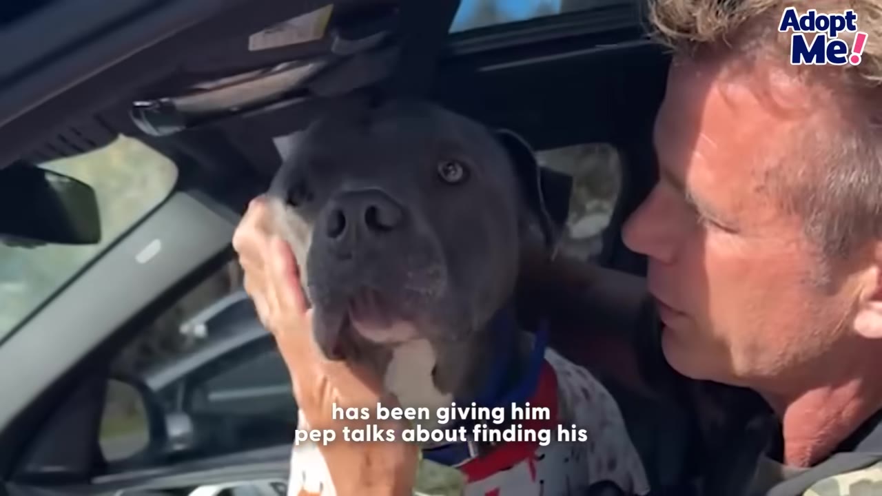 A man gently cradles the face of a gray pit bull named Baloo inside a car, looking at him with affection.
