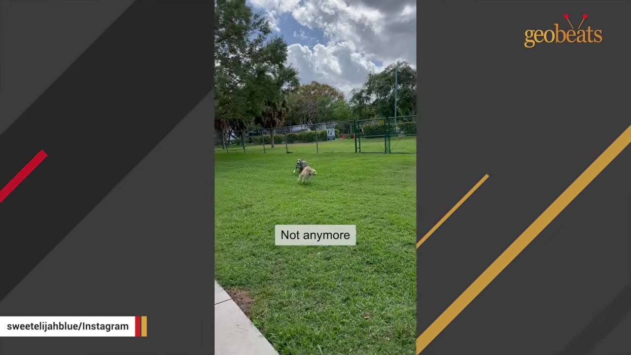 A dog running happily in a grassy park with another dog in the background under a cloudy sky.
