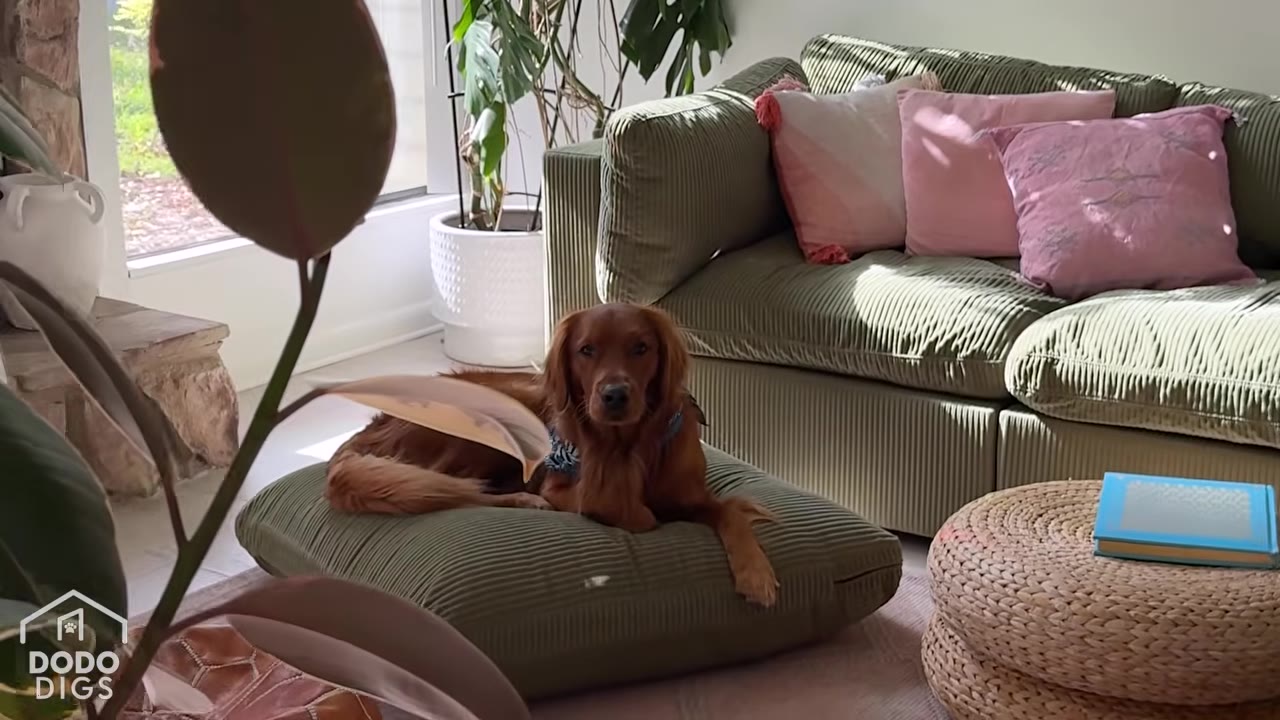 A golden retriever lies on a green corduroy cushion on the floor in front of a matching green corduroy sofa with pink pillows.