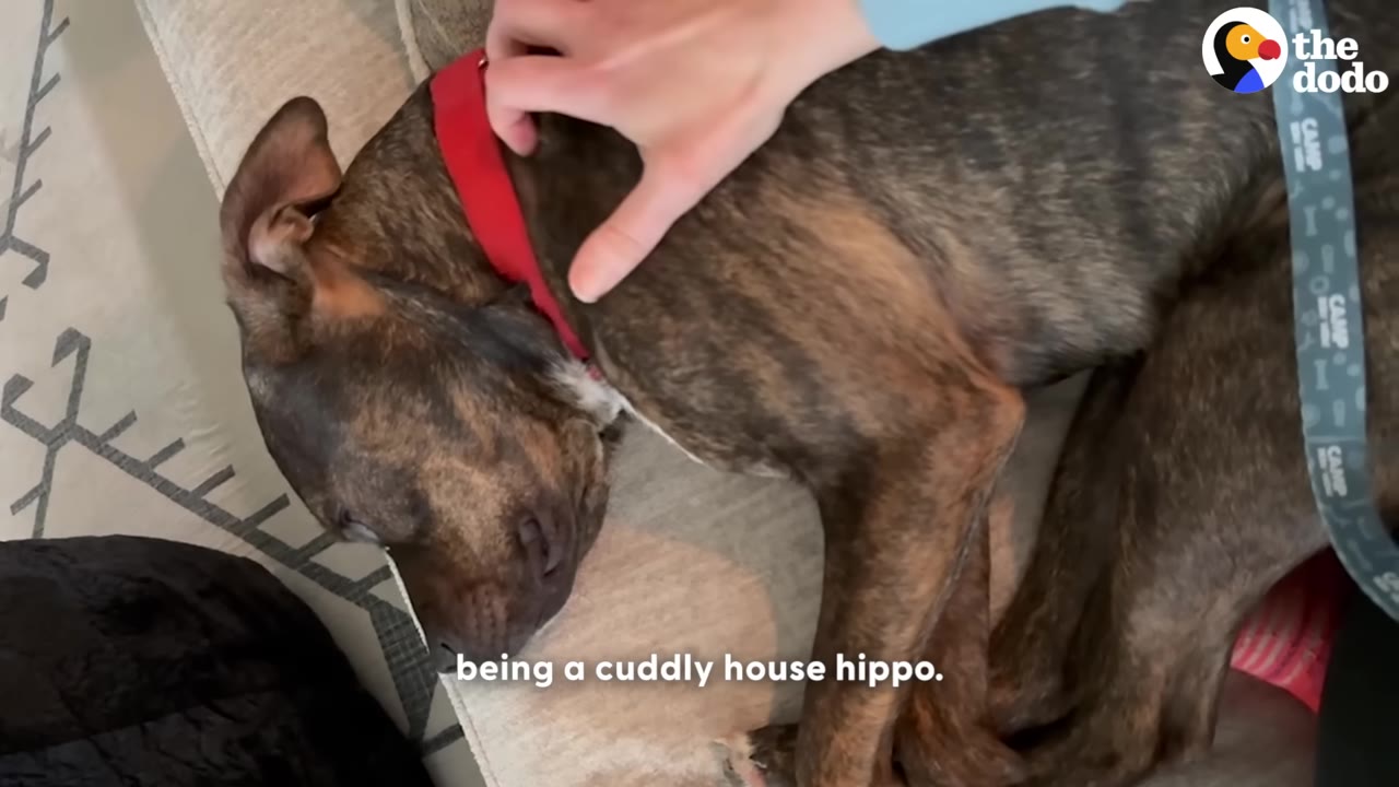 A brindle dog lying down on a couch while being gently petted on the neck by a person's hand.