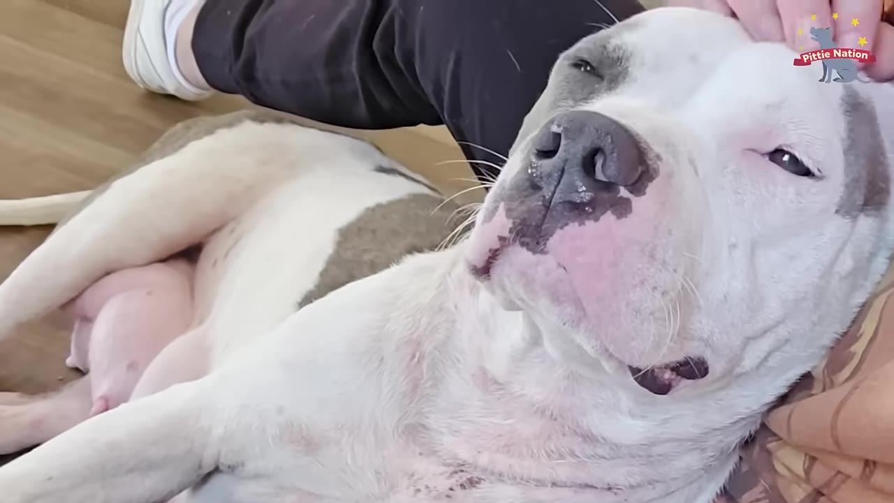A white and grey pit bull dog lying down on the floor, looking relaxed with her eyes half-closed while being petted.
