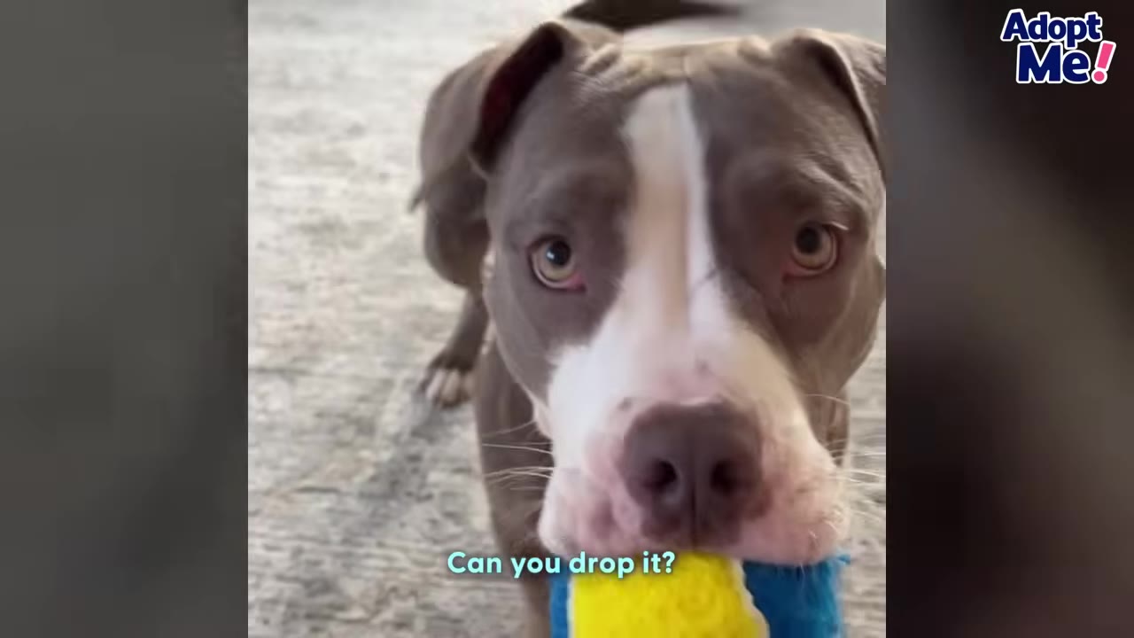 A close-up shot of a grey and white dog looking directly into the camera with a blue and yellow toy in its mouth.