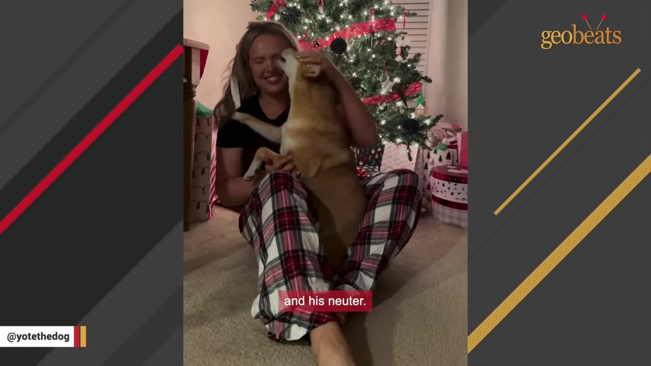 A woman wearing plaid pajama pants sits on the floor in front of a decorated Christmas tree, smiling as she holds and pets a tan dog.