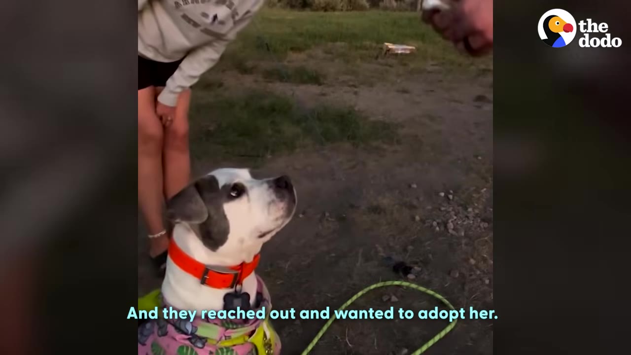 A healthy white and grey dog wearing a colorful shirt and an orange collar looks up attentively at a person outdoors.