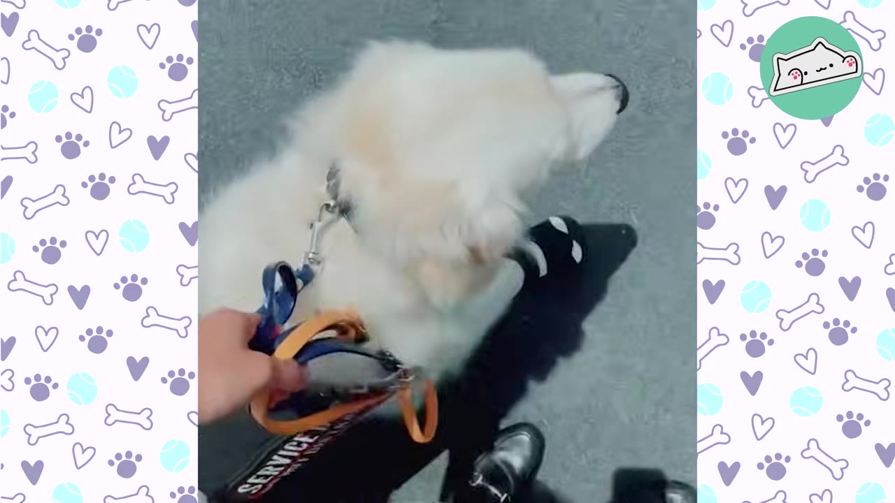 A high-angle shot of a white service dog walking on a leash next to its owner, with a harness that reads 'SERVICE'.