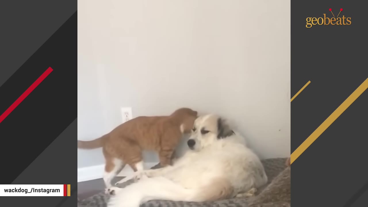 A large white and tan dog lies calmly on a dog bed while a small orange cat stands beside her, sniffing her face.