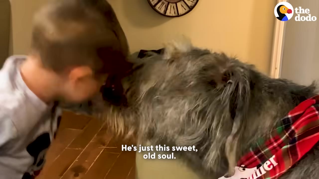 A large, scruffy grey dog wearing a red plaid bandana leans in close to a young boy's face.