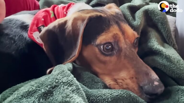 Illinois Shelter Dog Hid Under Blankets In Fear, But A Foster Journey Gave Him The Courage To Love Again