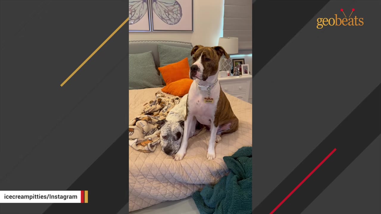 A brindle and white dog sits upright and alert on a bed, acting as a protector while a white dog with black spots rests her head nearby.