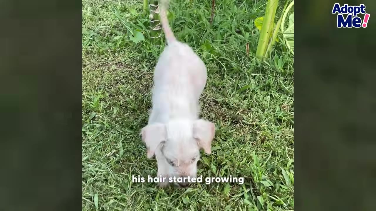 A small white puppy with short fur walking on green grass.