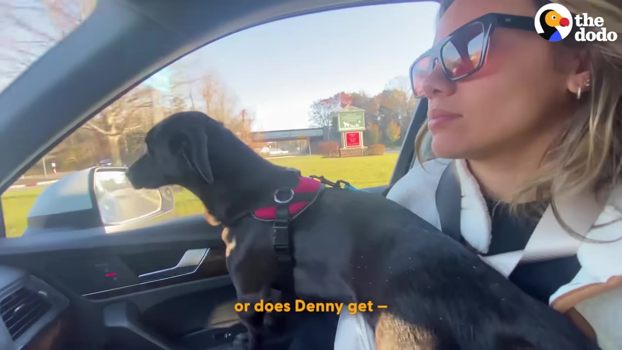 A small black dog wearing a red harness sits on the lap of a woman wearing sunglasses inside a car.